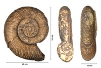 Silesites seranonis